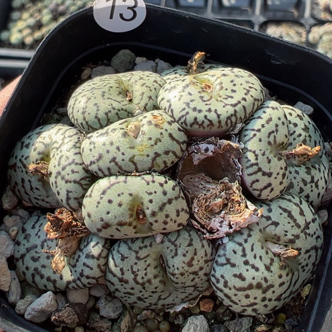 多肉植物111111111111