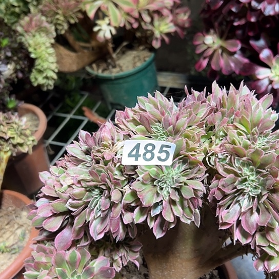 小***趙多肉植物一个女神485