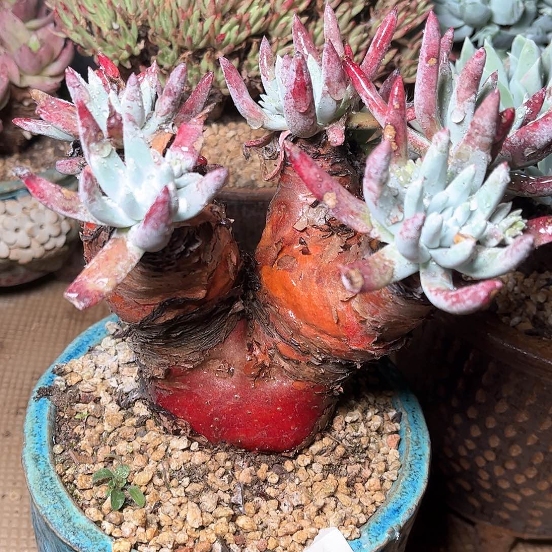 6317蓦然一白菊仙女杯多肉