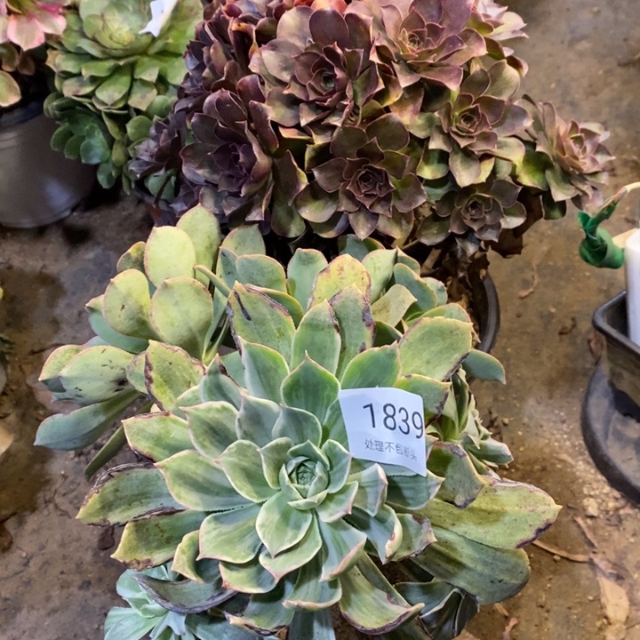 两盆多肉断头不包1839
