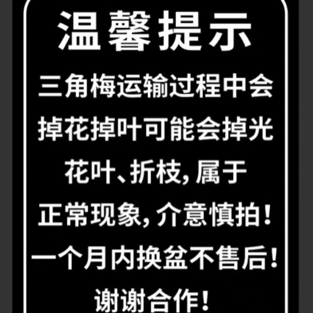 三角梅【一物一拍】基地直发带盆栽网红三角梅盆栽勤花老桩绿植室内