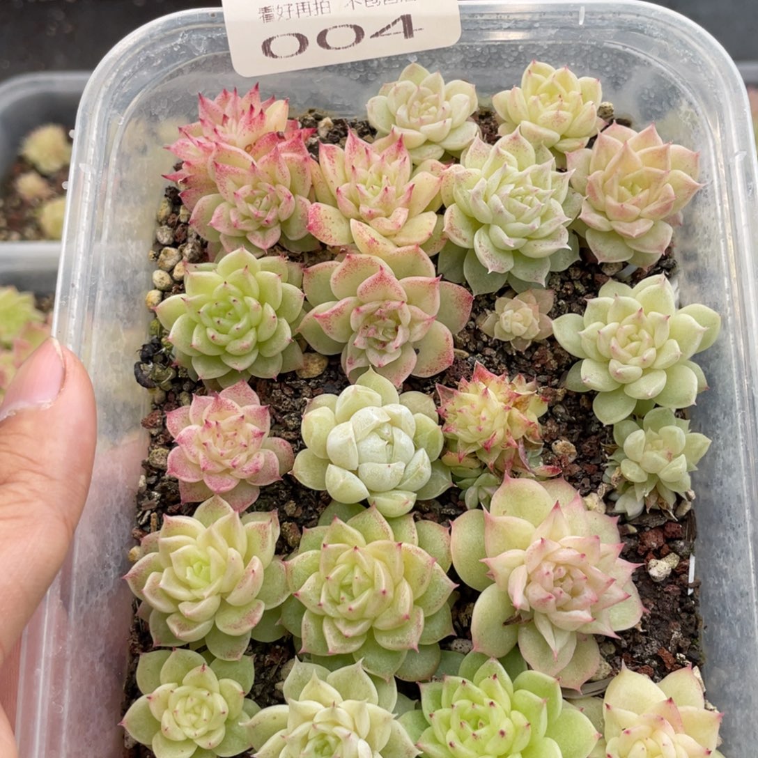 ****云糕大上多肉植物004