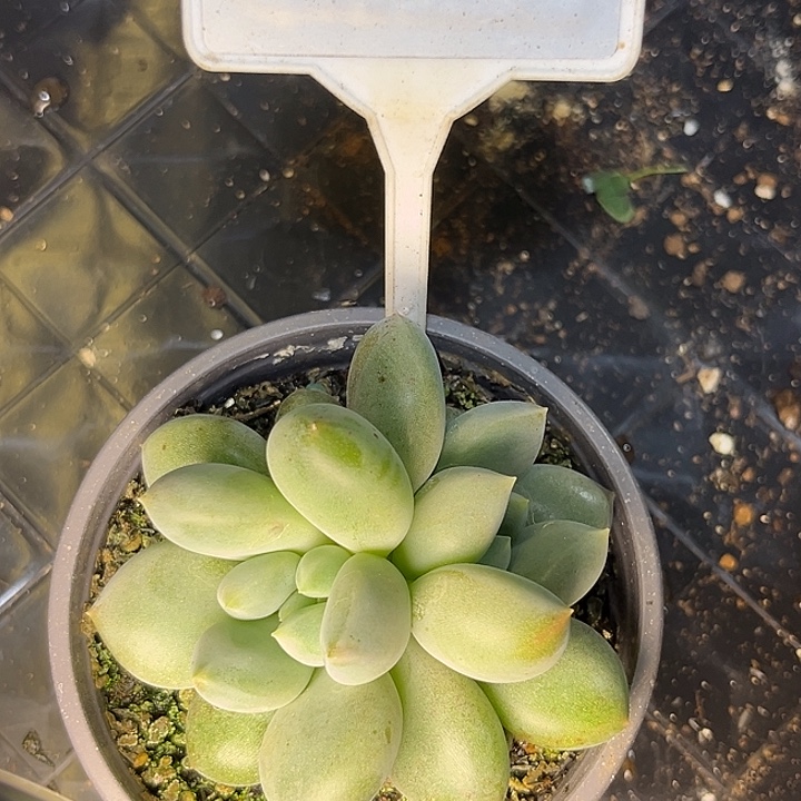 哥特一物一拍681.