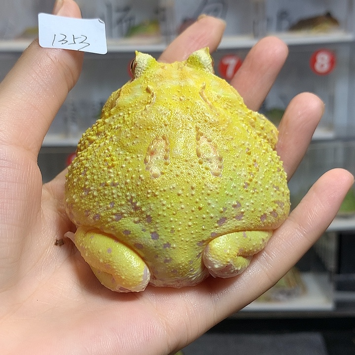 角蛙1353大超皮公