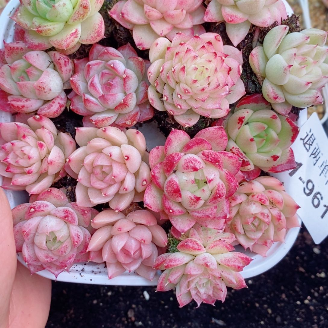 1-961 新疆西藏内蒙不发 12.8包邮2-3公分多肉