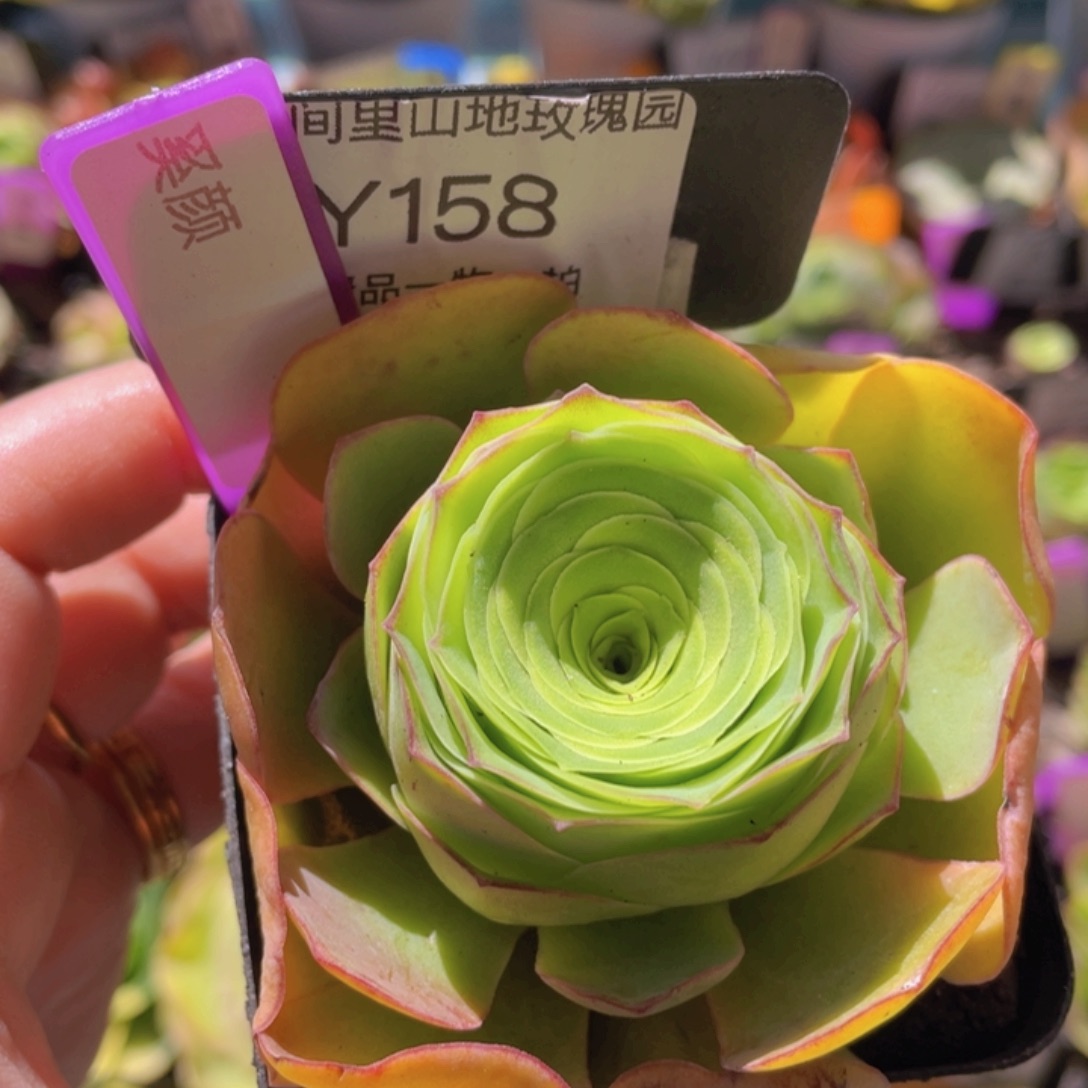 奚颜玫瑰一物一拍158