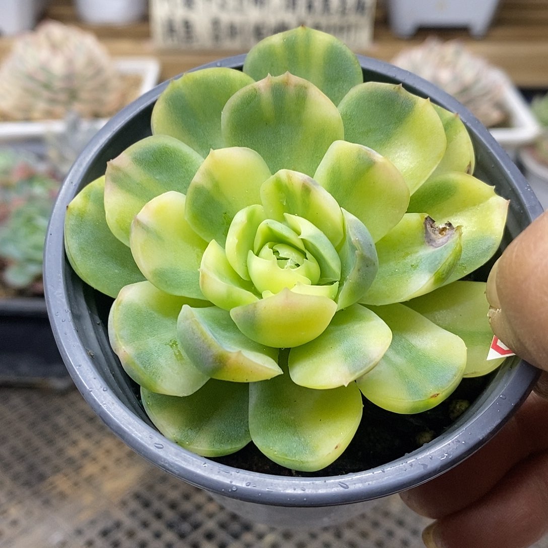 0855 贝瑞花脸锦 需延时发货