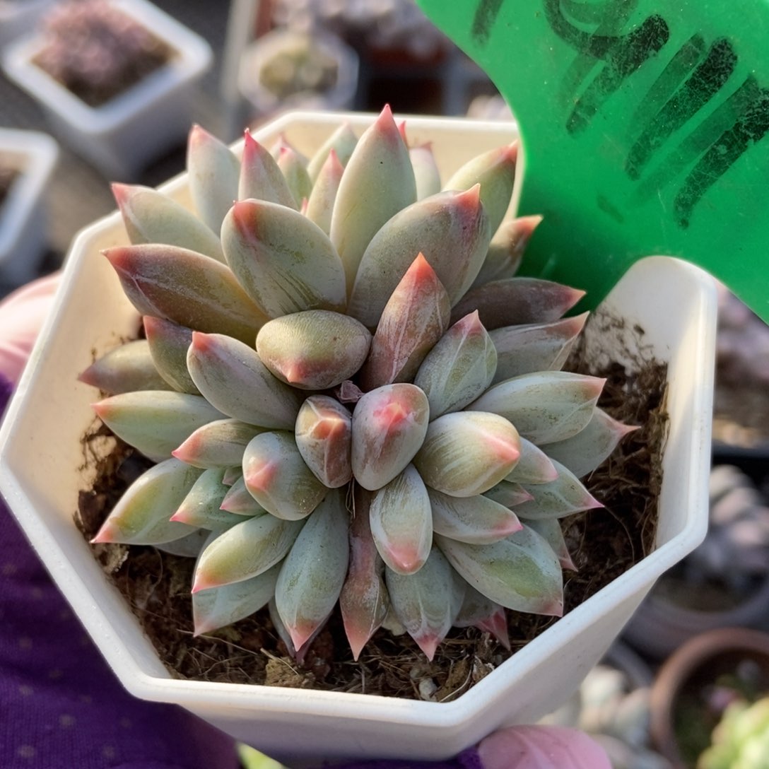 1911梦幻美人多肉植物保护