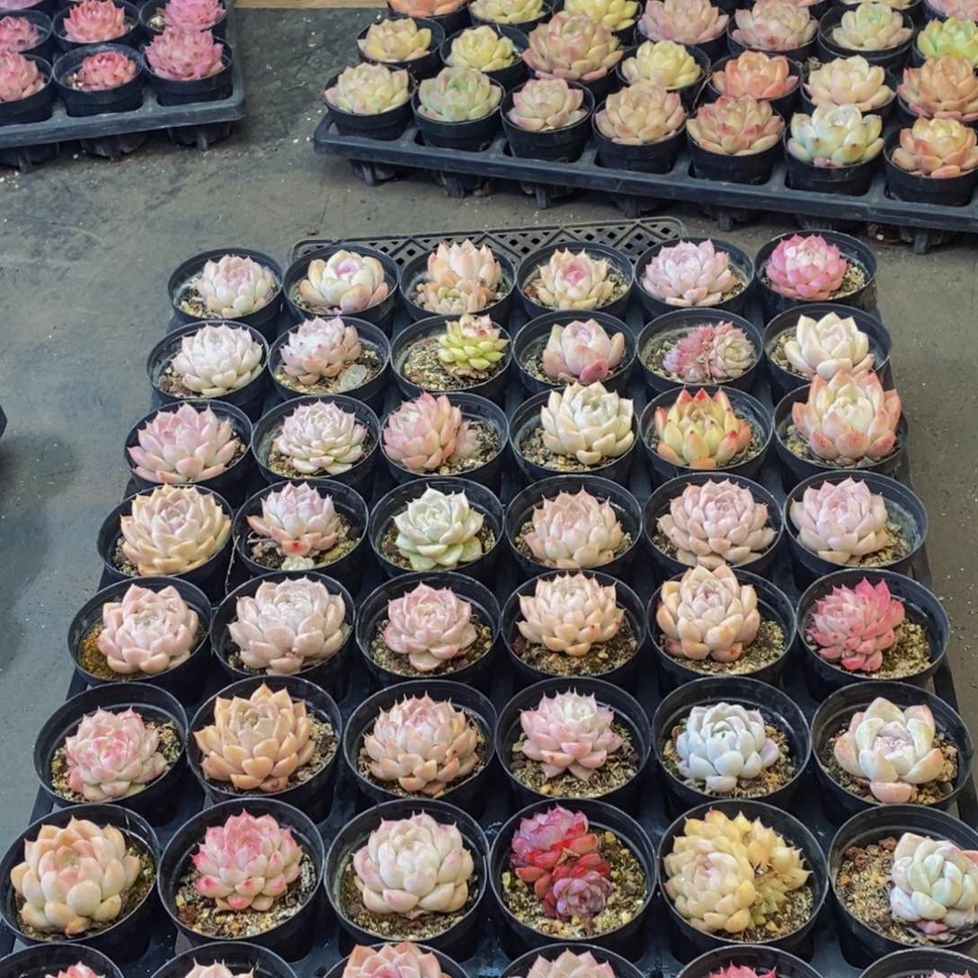 545多肉植物保护研究所