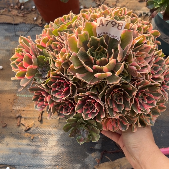 女妖多肉植物798.