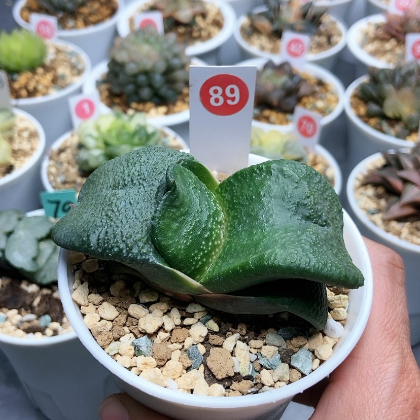 【闪购商品】89实生卧牛