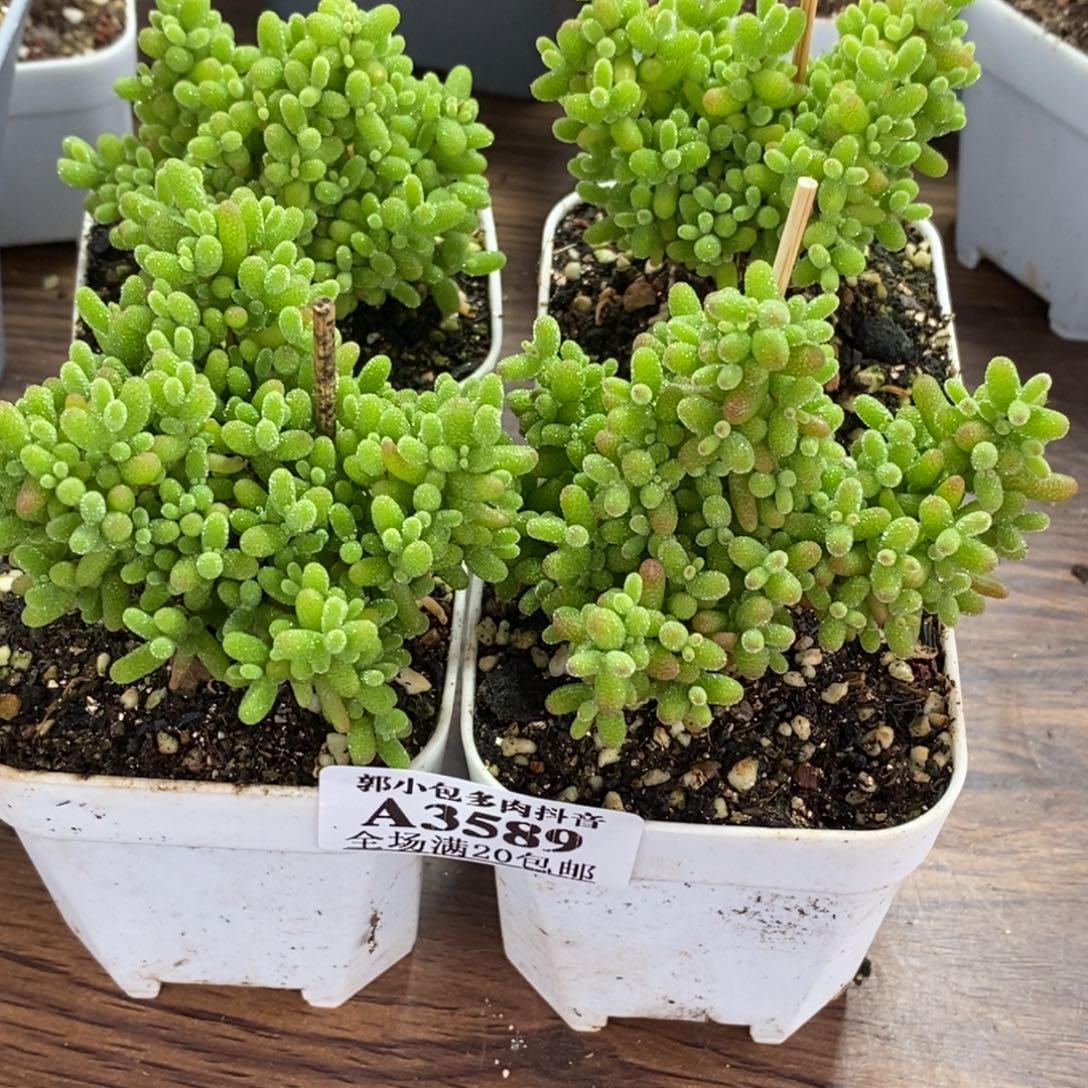 叫***果橘子糖组合3589枝干番杏