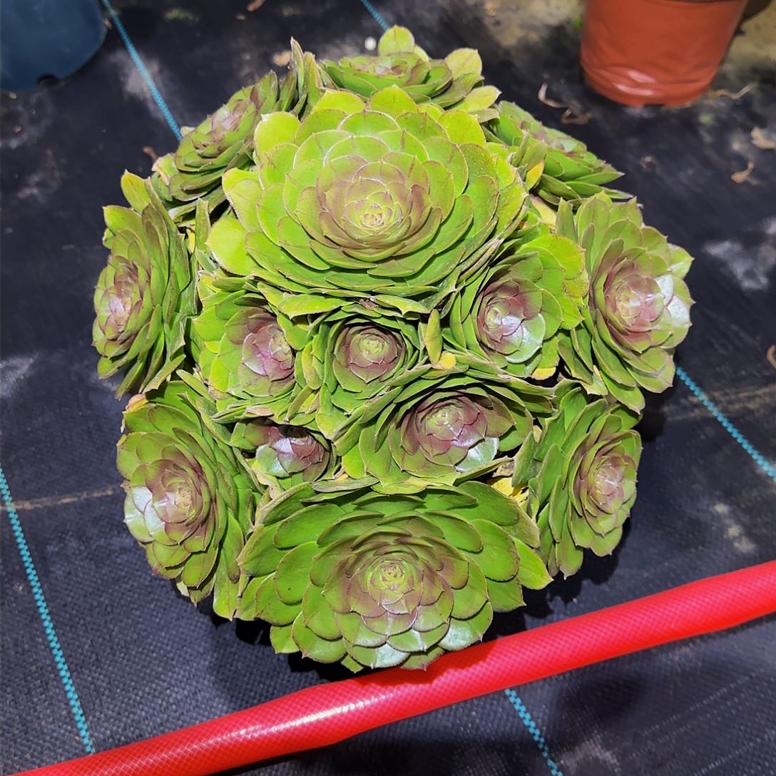 多肉植物红心万圣节老庄