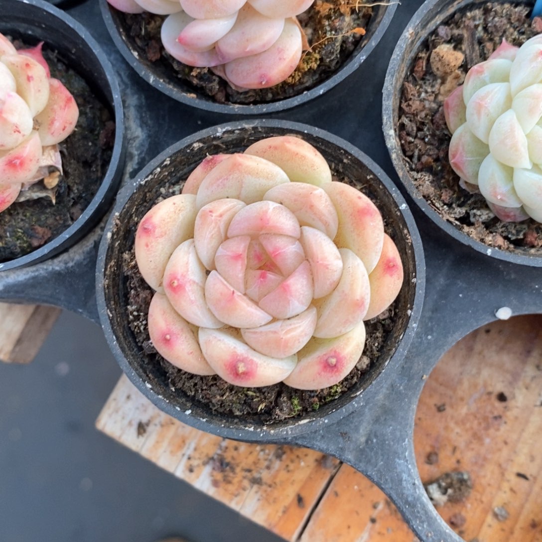 精品多肉一物一拍不包整139