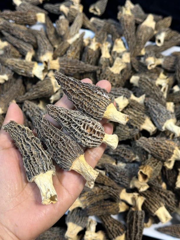 广东卿卿滋补批发，6-8分精选头茬厚肉的羊肚菌，250-500g