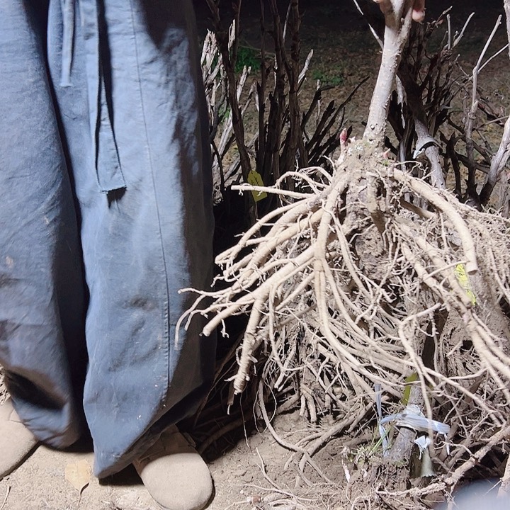 当前无花栽培后可以开花花竞