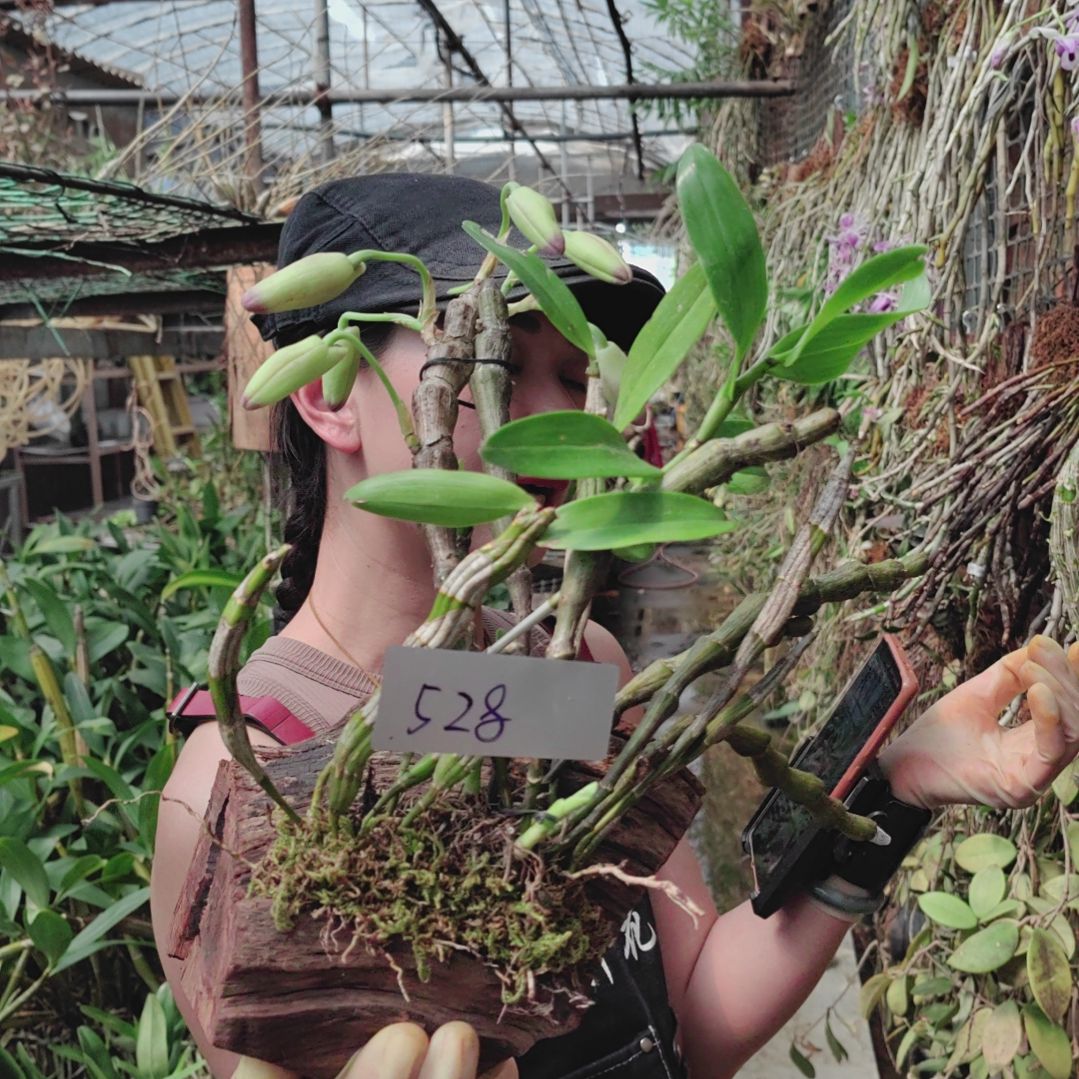 528大苞鞘金钗花卉植物微景观