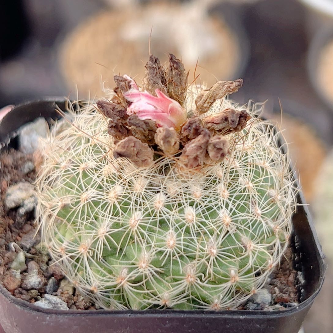 白琥娇丽 仙人球