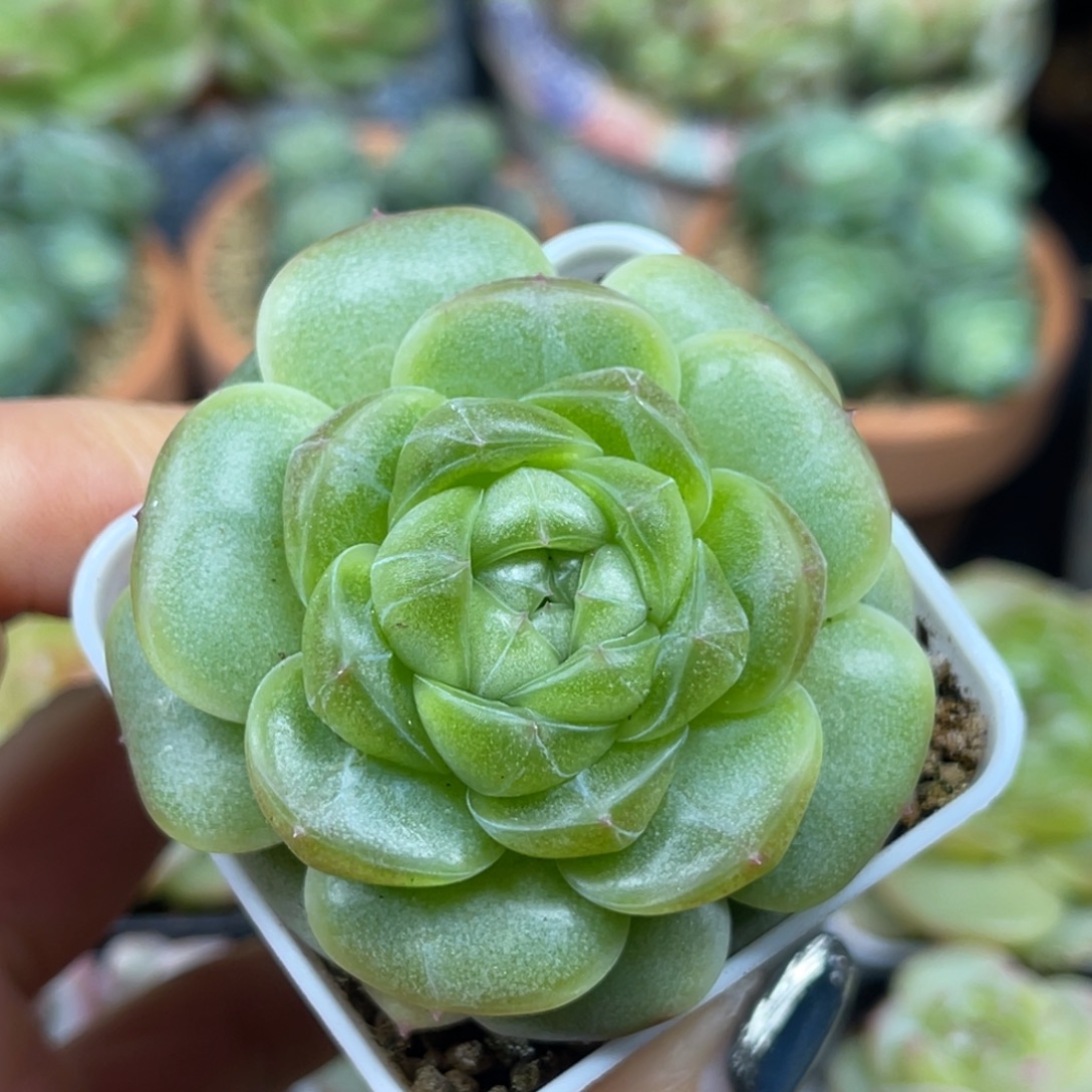 珍妮 单头 多肉植物