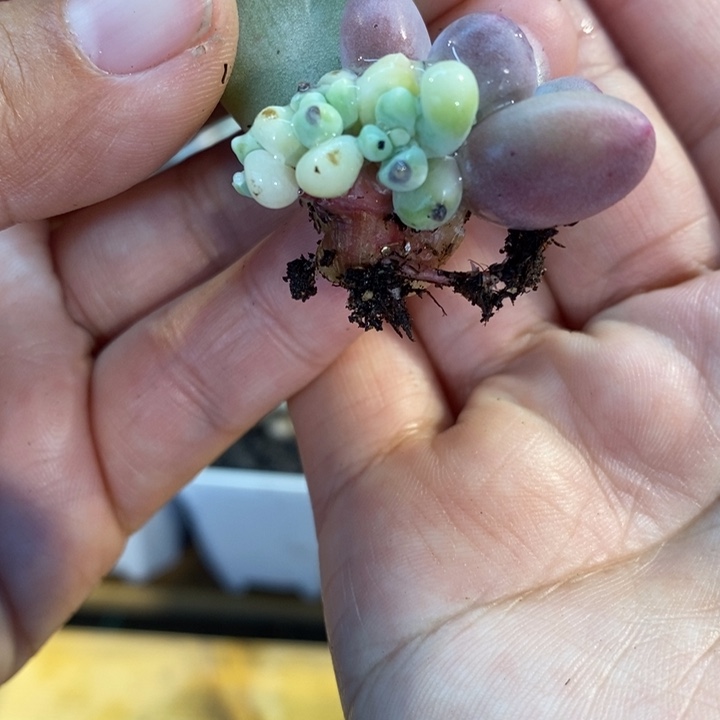 706号小树奶杂锦，腹轮锦啊啊啊啊微瑕锦