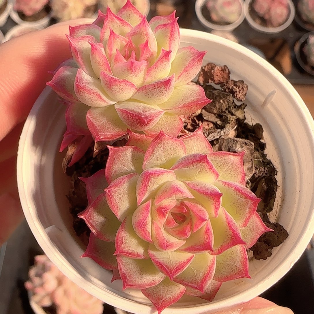 多肉1130-169女王可能散