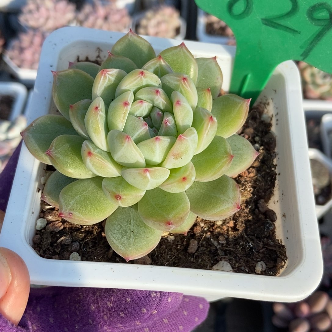 829雪花珍妮多肉植物