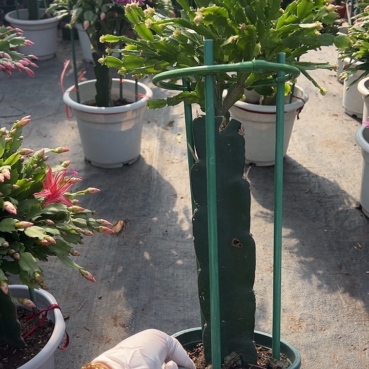 @***氼053蟹爪兰福利苗8982