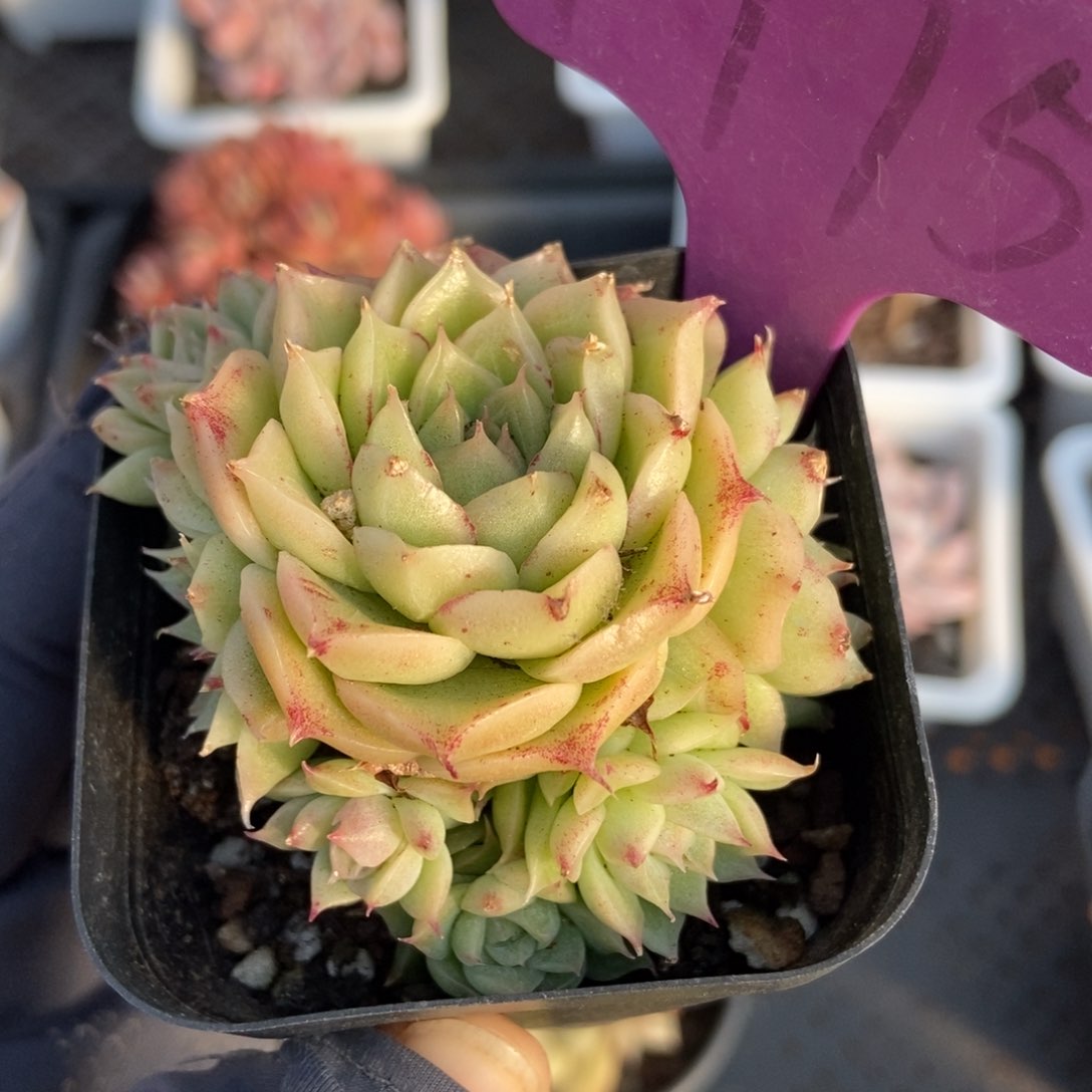 1975麦秆多肉植物