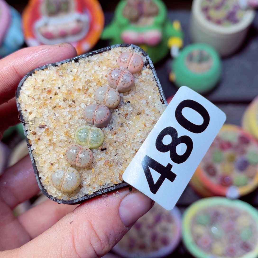 480生石花带盆发