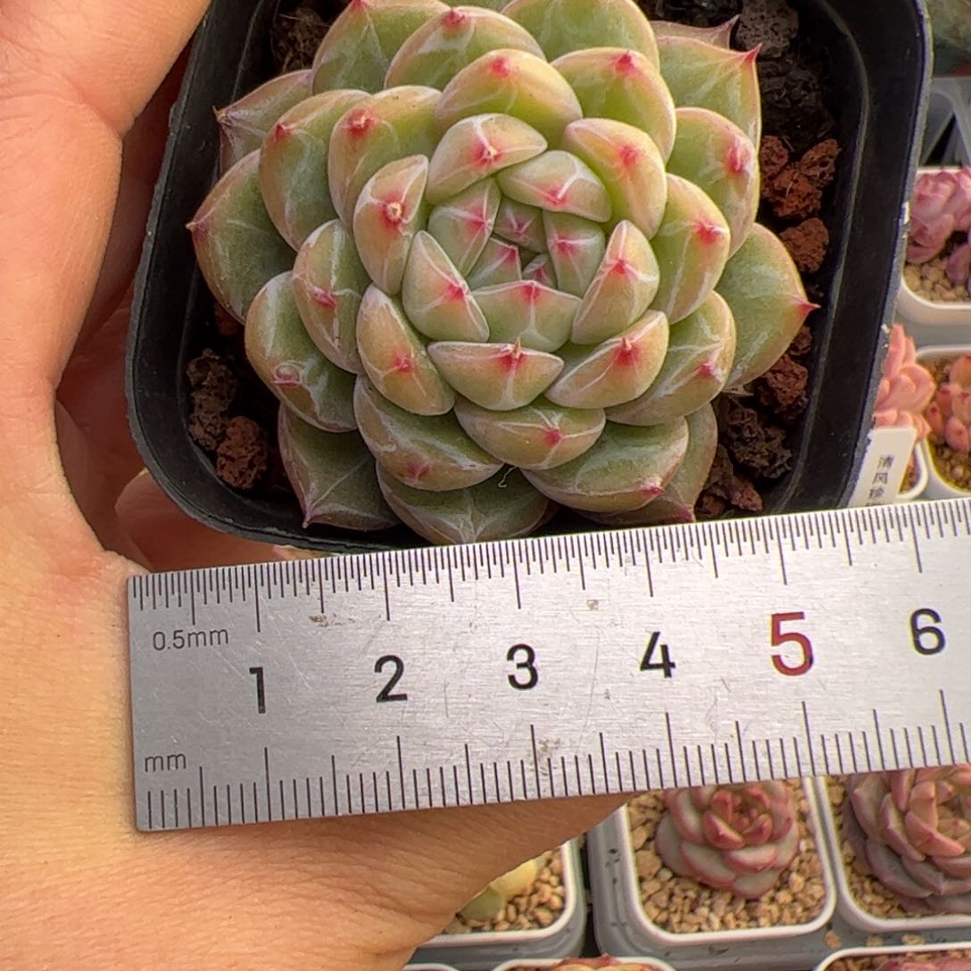 泡***茶189 肉植物组合