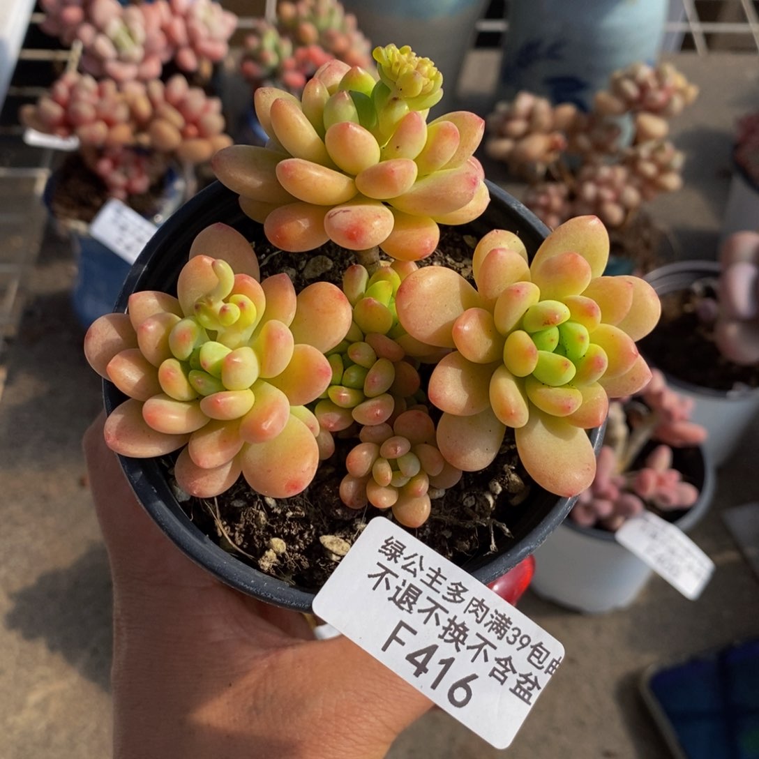 香格里拉416/7c m