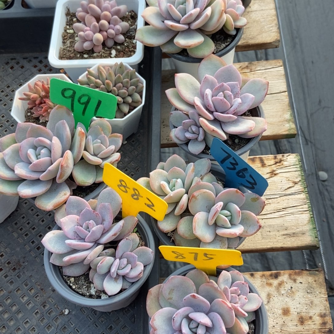 惊***情7363 875奶茶多肉