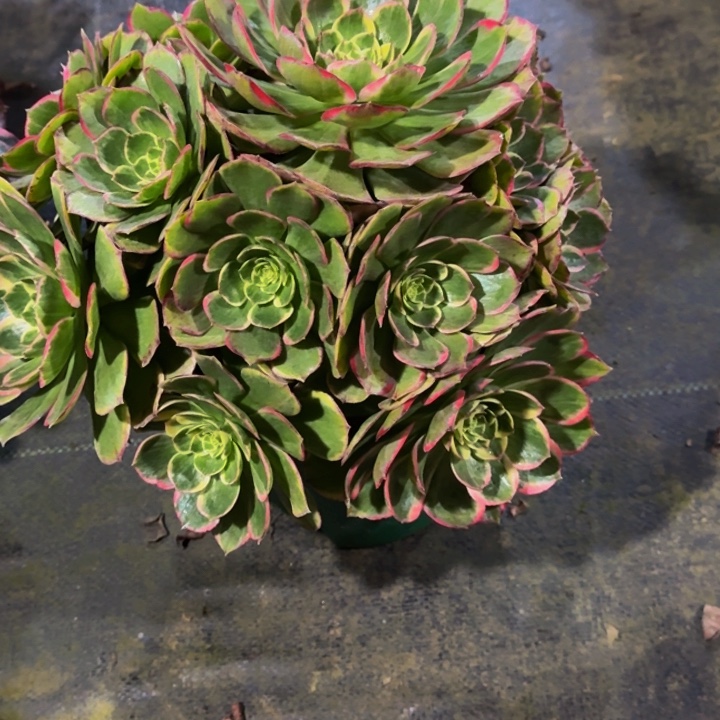 倪***丽000000000328粉花妖