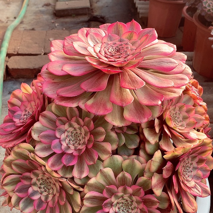 粉体美姬，多肉植物