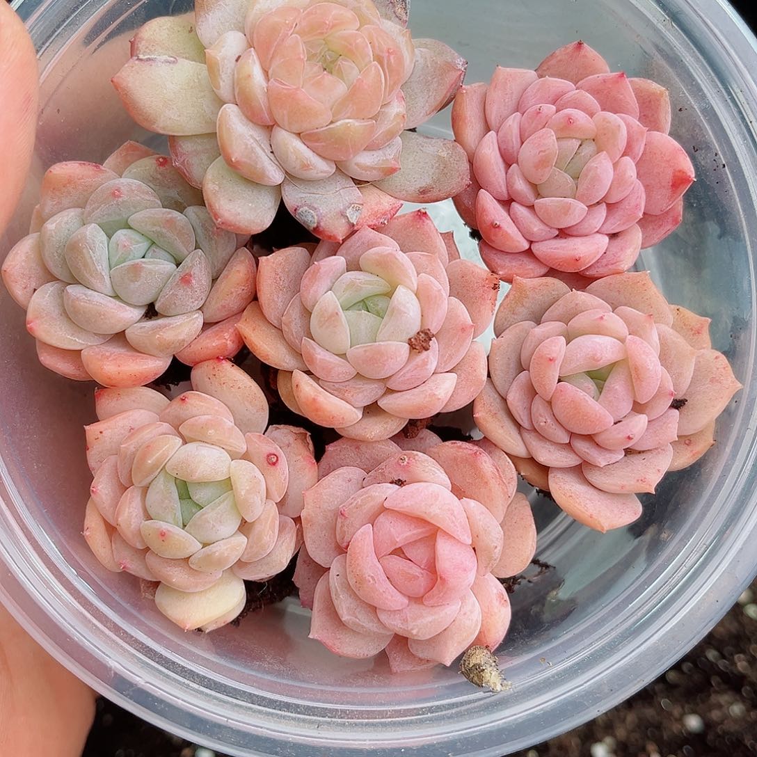 1-323 新疆西藏内蒙不发12.8包邮2-3公分