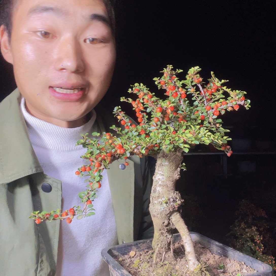 无花朵荀子盆景园区