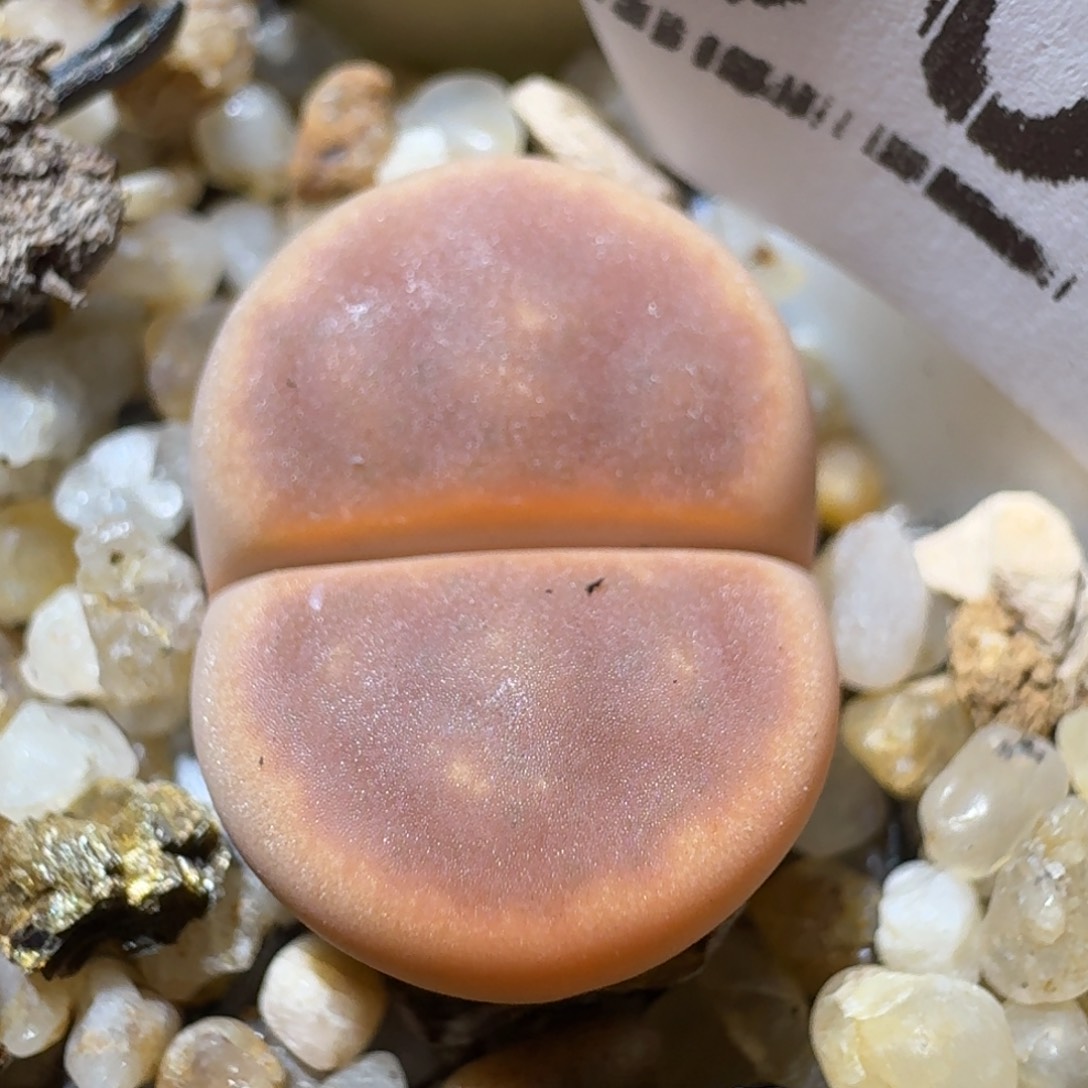 老板只卖高品质生活301