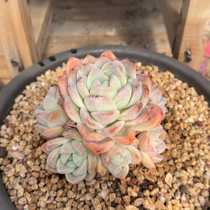 手捧冰玉多肉植物xyxgcgg