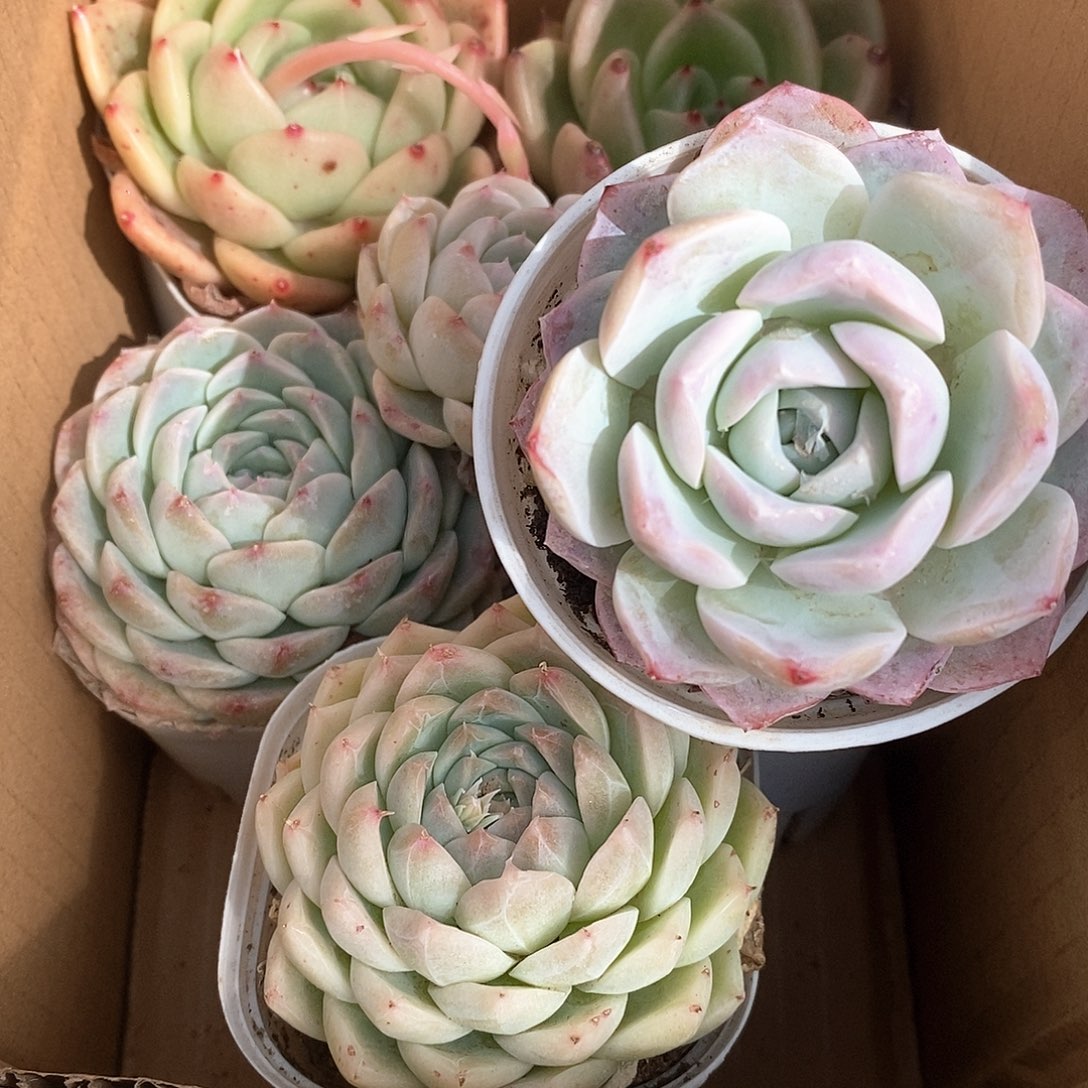 满盆6个9.9包邮 5108