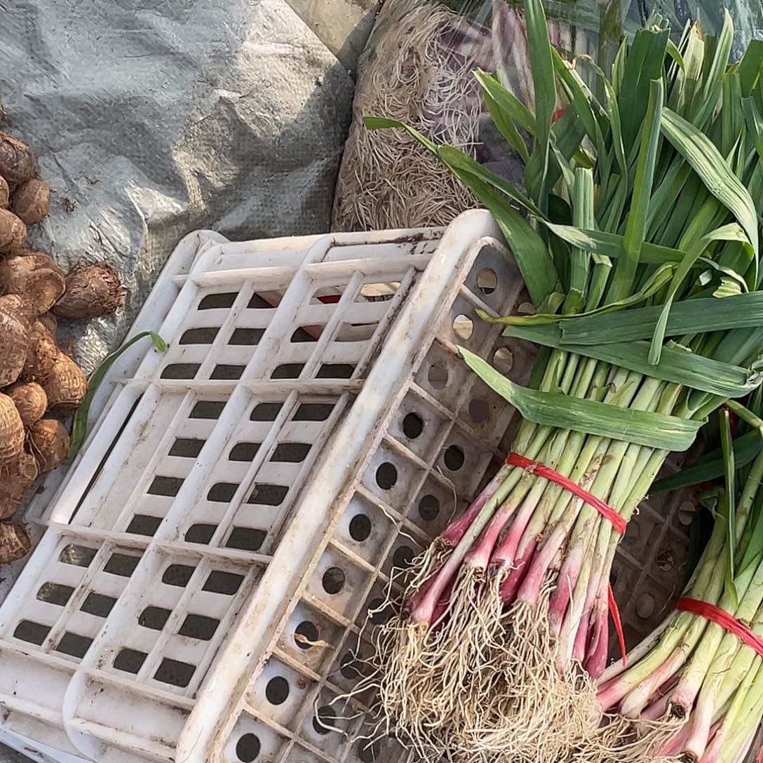 W***l中国大陆农家红根蒜苗1.2斤