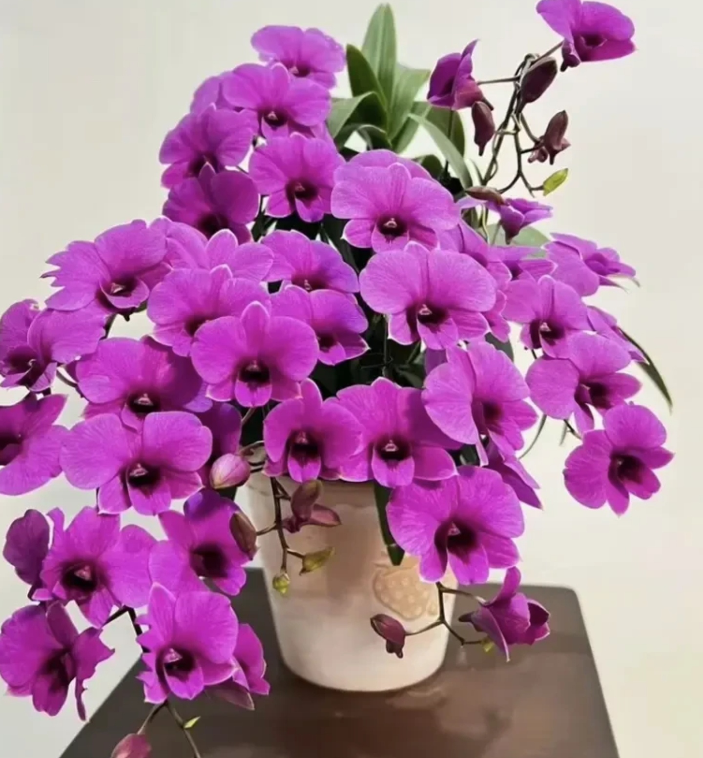 秋石斛兰 朝阳红带花苞