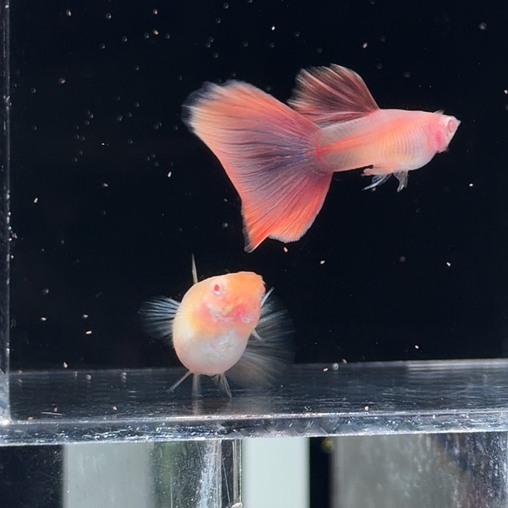 孔雀鱼莫白种鱼一对