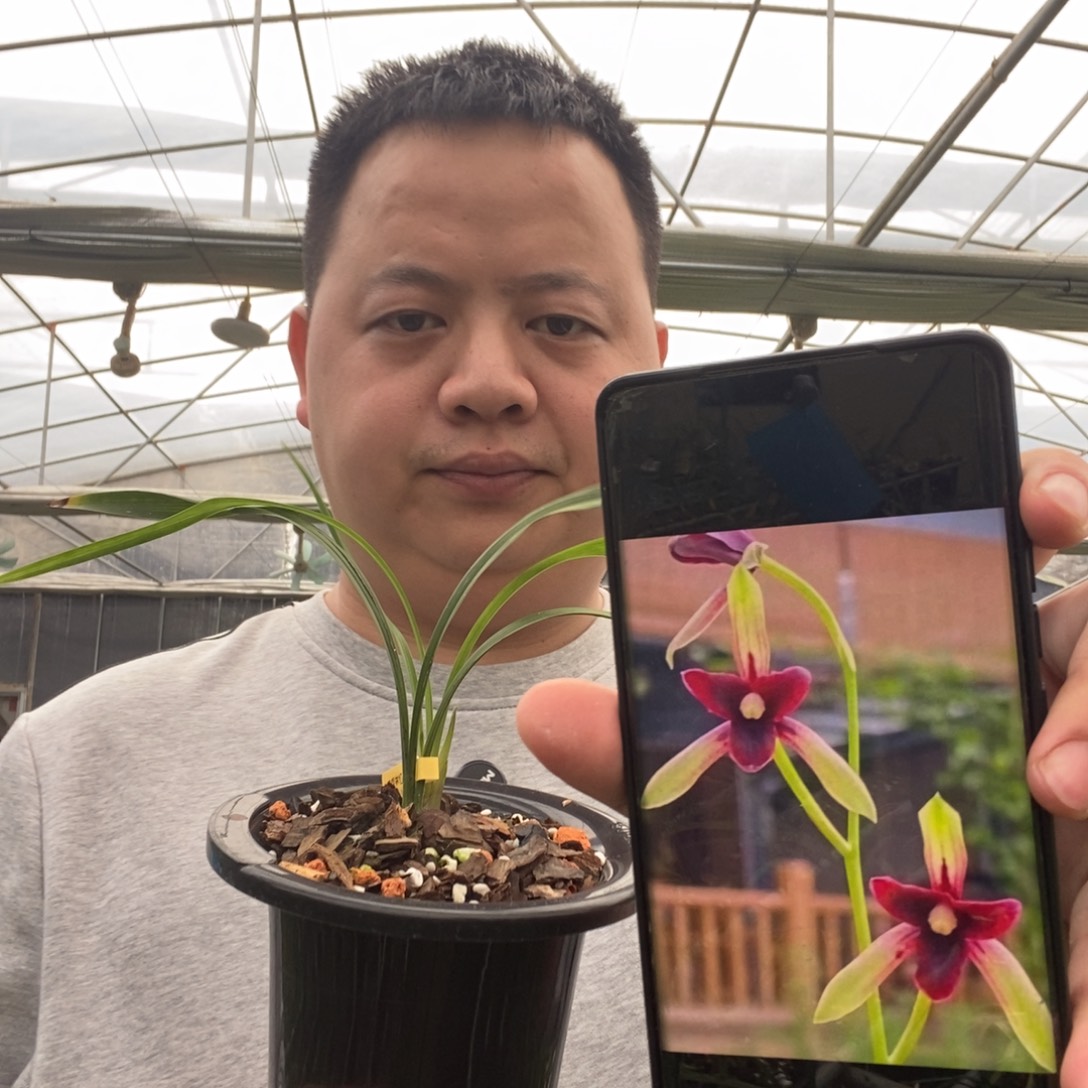 当前无花栽培后可以开花锦上添花 01
