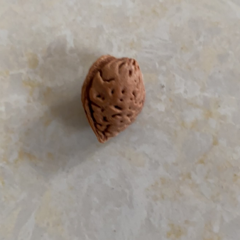 桃枭一物一拍链接