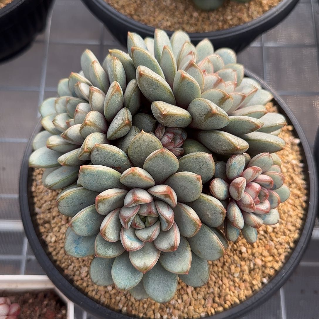 从前慢甄选多肉编号0131-葡萄大