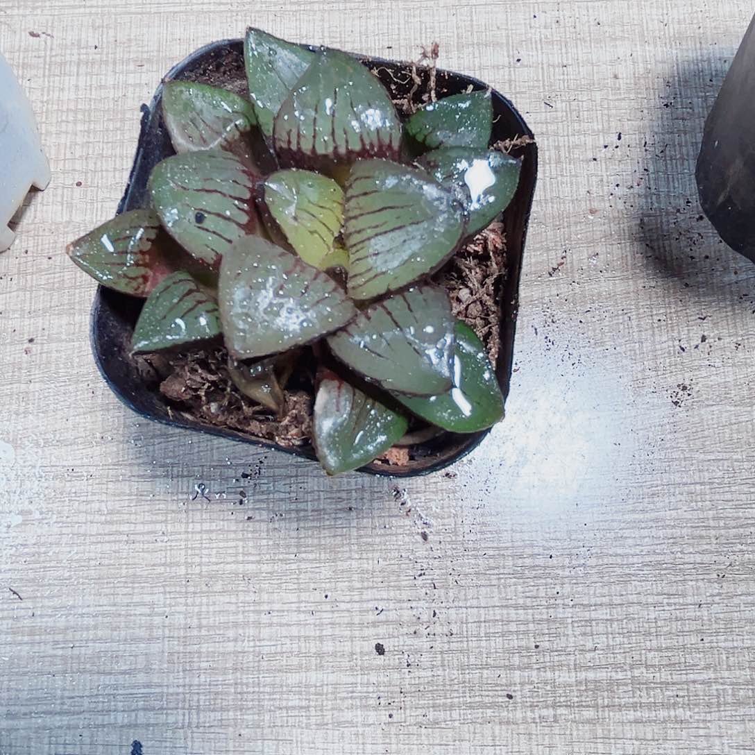 特价处理日月潭多肉植物666