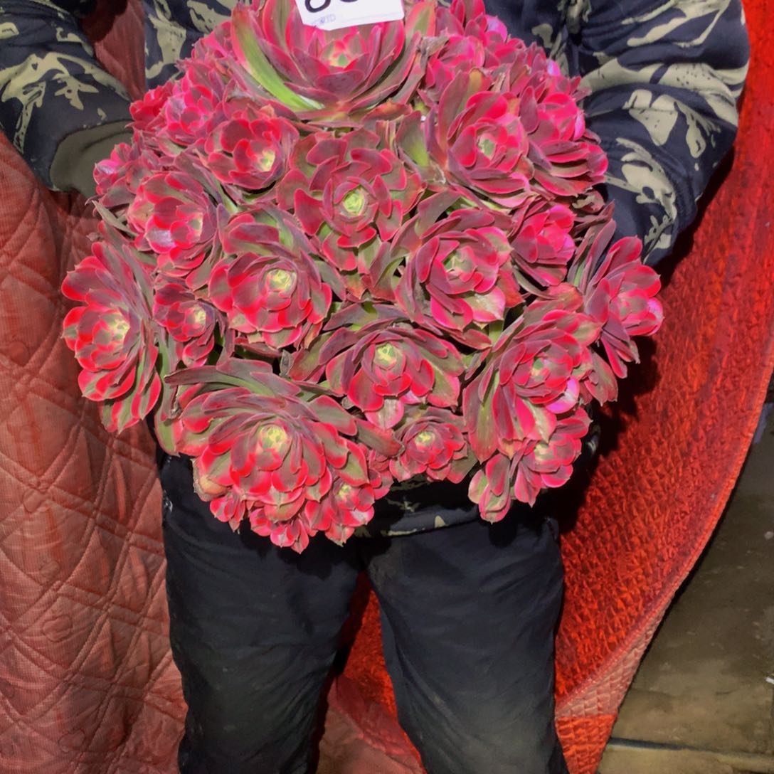 法师多肉植物839
