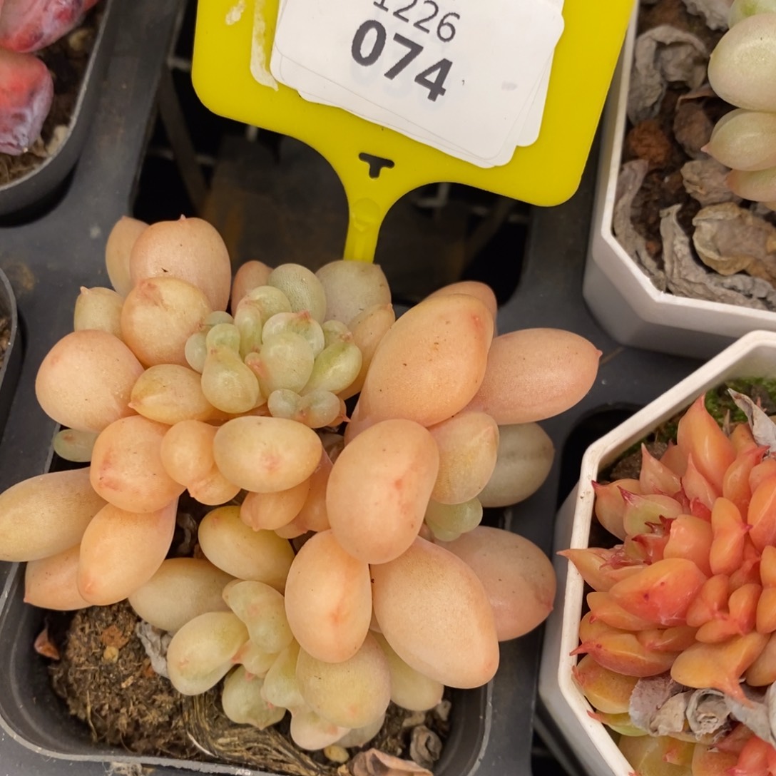 老桩比尔盖茨。1226074