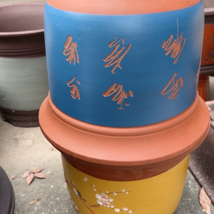 27蓝点菜金钟和27黄点菜金钟花盆