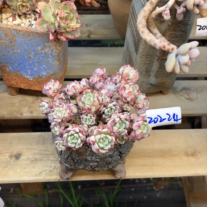 菲*、多肉植物娜娜小沟202-24